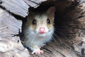 Kyabram Fauna Park - Stayed 3