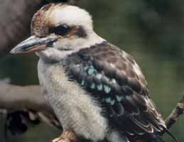 Nowra Wildlife Park - Stayed 2
