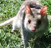 Urimbirra Wildlife Park - Stayed