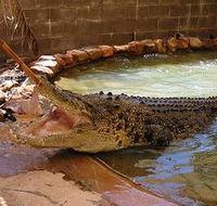 Wyndham Zoological Gardens and Crocodile Park - Stayed