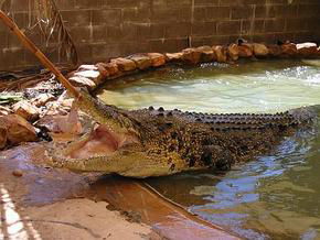 Wyndham Zoological Gardens And Crocodile Park - Stayed 0