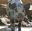 Wagga Wagga Zoo - Stayed