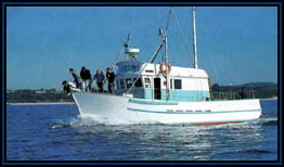 Polperro Dolphin Swims - Stayed 2