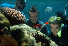 Dolphin Wild - Stayed 1