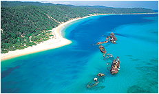 Dolphin Wild - Stayed 3