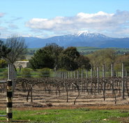 Buller View Wines - Stays Accommodation