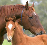 Blue Gum Farm - Stayed