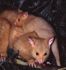 Geckoes Wildlife Presentations - Stayed 1