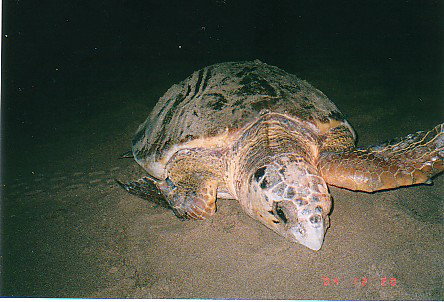 Footprints Adventures - Stayed 0