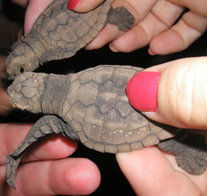 Footprints Adventures - Stayed 1