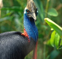 David Fleay Wildlife Park - Stayed