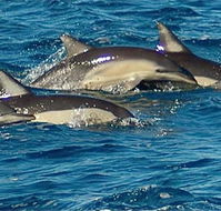 Dolphin Swim Australia - Stayed