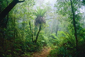 Ferny Glen QLD Stayed