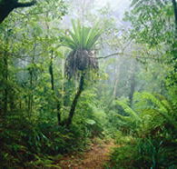 Lamington National Park and OReillys - Stayed