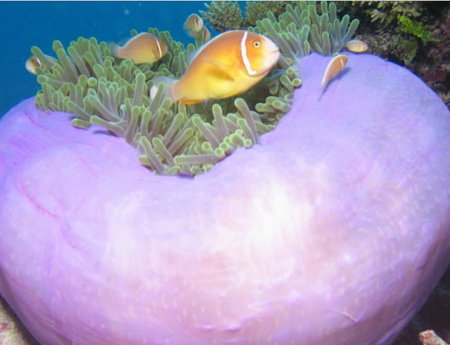 Silver Swift - Stayed 1