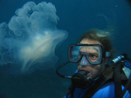 Silver Swift - Stayed 2