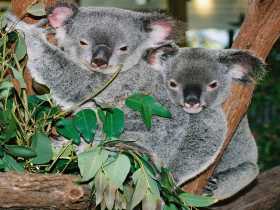Kuranda Koala Gardens - Stayed 2