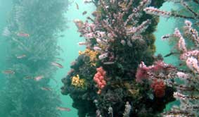 Underwater Sports Diving Centre - Stayed 2