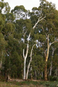 Heysen - The Cedars - Stayed 2