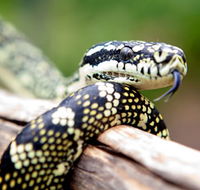 Reptile Encounters - Stays Accommodation