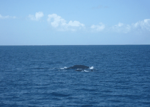 Carlo Fishing Charters - Stayed 1