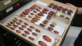 Western Australian Museum - Stays Accommodation 1