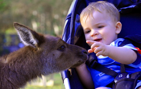 Australian Reptile Park - Stayed 6