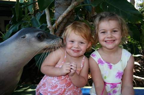 Dolphin Marine Magic - Stayed 0