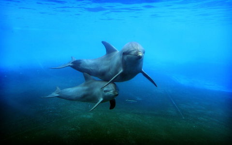 Dolphin Marine Magic - Stayed 4