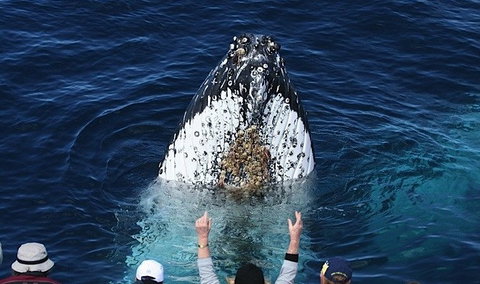 Spirit Of Gold Coast Whale Watching - Stays Accommodation 1