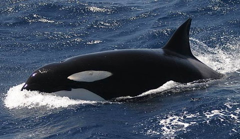 Spirit Of Gold Coast Whale Watching - Stays Accommodation 2