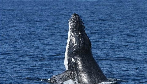 Spirit Of Gold Coast Whale Watching - Stays Accommodation 3