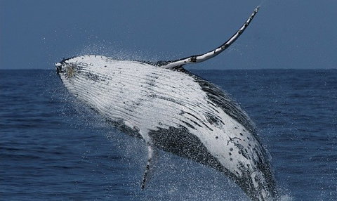 Spirit Of Gold Coast Whale Watching - Stays Accommodation 4