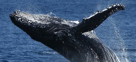 Spirit Of Gold Coast Whale Watching - Stays Accommodation 5