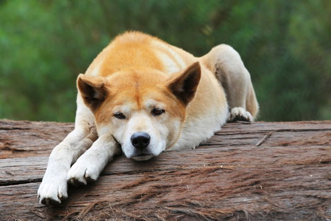 Potoroo Palace - Stayed 1