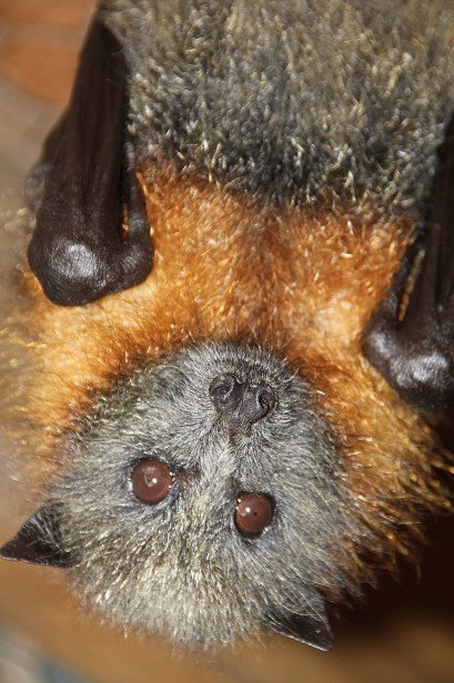 Potoroo Palace - Stayed 2