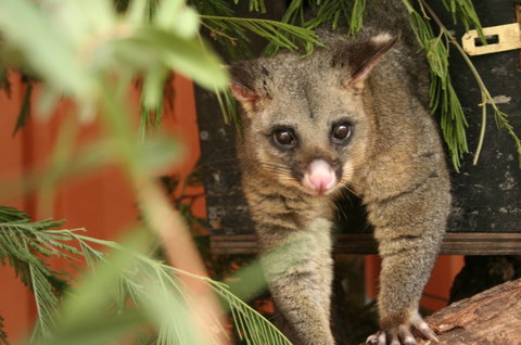 Potoroo Palace - Stayed 3