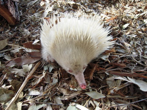 Potoroo Palace - Stayed 4