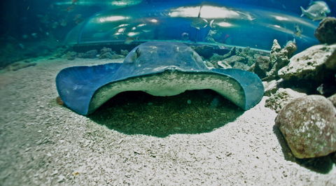 Manly SEA LIFE Sanctuary - Stayed 3