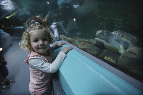 Manly SEA LIFE Sanctuary - Stayed 4