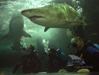 Manly SEA LIFE Sanctuary - Stayed 5