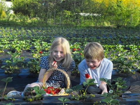 Blue Hills Berries & Cherries - Stayed 0