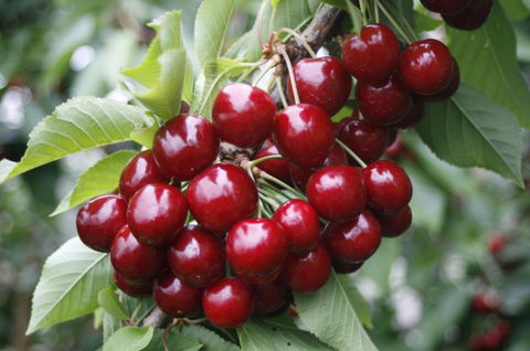 Blue Hills Berries & Cherries - Stayed 2