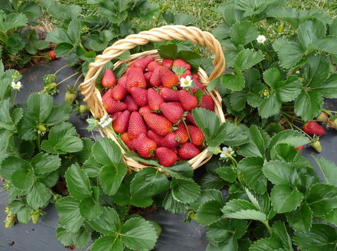 Blue Hills Berries & Cherries - Stayed 3