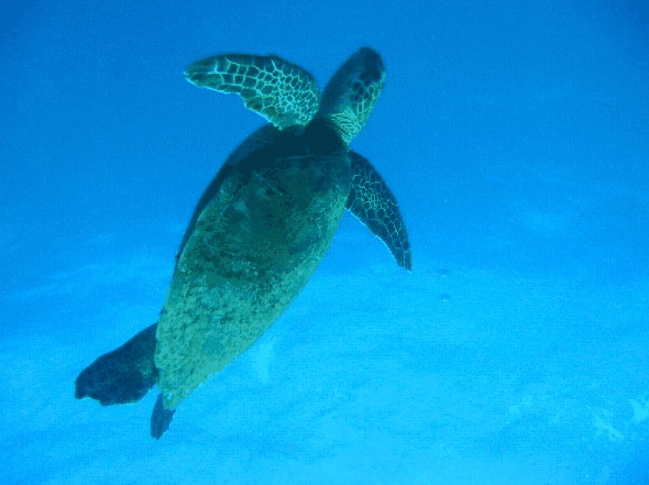 Big Cat Reality - Stayed 0