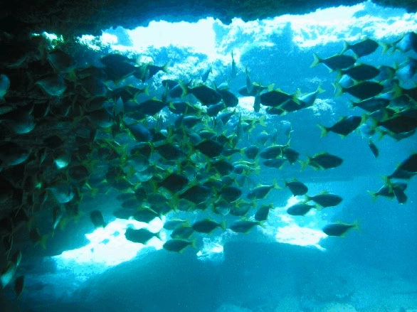 Big Cat Reality - Stayed 3