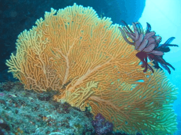 Big Cat Reality - Stayed 5