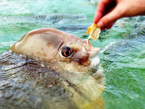 Aquascene Fish Feeding Sanctuary - Stayed 1