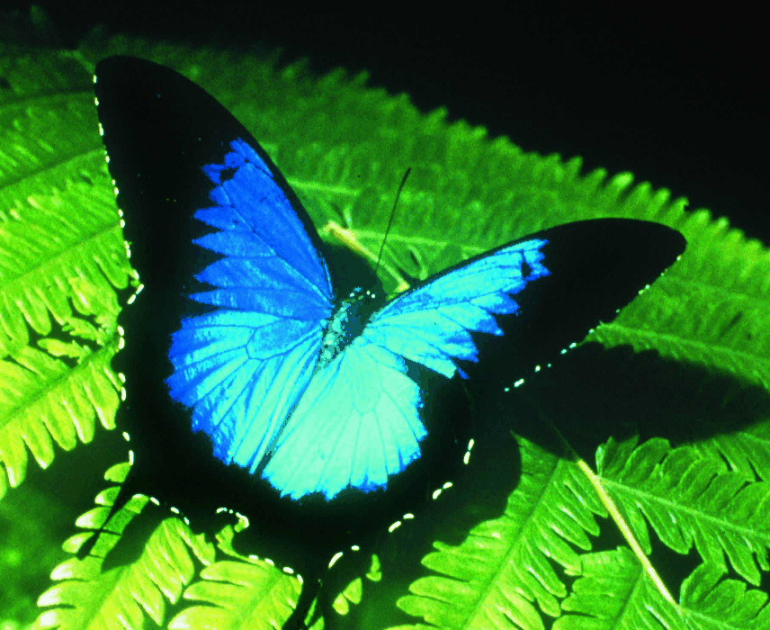 Australian Butterfly Sanctuary - Stayed