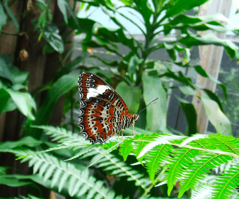 Australian Butterfly Sanctuary - Stays Accommodation 1
